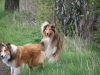 2012-04-24 Collies vom weiten Blick - 22