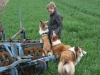 2012-04-24 Collies vom weiten Blick - 23