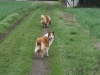 2012-04-24 Collies vom weiten Blick - 26