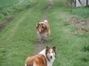 2012-04-24 Collies vom weiten Blick - 27