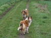 2012-04-24 Collies vom weiten Blick - 28