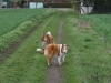 2012-04-24 Collies vom weiten Blick - 29