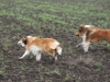 2012-04-24 Collies vom weiten Blick - 3