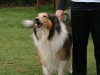 2012-04-24 Collies vom weiten Blick - 33