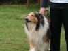 2012-04-24 Collies vom weiten Blick - 34