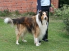 2012-04-24 Collies vom weiten Blick - 35