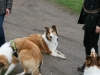 2012-04-24 Collies vom weiten Blick - 36