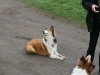 2012-04-24 Collies vom weiten Blick - 37