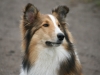 2012-04-24 Collies vom weiten Blick - 38