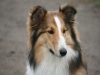 2012-04-24 Collies vom weiten Blick - 39