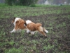 2012-04-24 Collies vom weiten Blick - 4