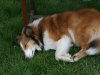 2012-04-24 Collies vom weiten Blick - 40