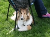 2012-04-24 Collies vom weiten Blick - 41