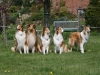 2012-04-24 Collies vom weiten Blick - 42