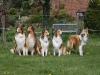 2012-04-24 Collies vom weiten Blick - 43