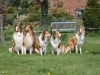 2012-04-24 Collies vom weiten Blick - 44