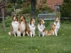 2012-04-24 Collies vom weiten Blick - 45