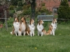 2012-04-24 Collies vom weiten Blick - 46