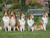 2012-04-24 Collies vom weiten Blick - 47