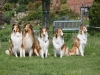 2012-04-24 Collies vom weiten Blick