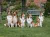 2012-04-24 Collies vom weiten Blick - 49