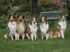 2012-04-24 Collies vom weiten Blick - 50