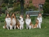 2012-04-24 Collies vom weiten Blick - 51