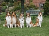 2012-04-24 Collies vom weiten Blick - 52