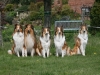 2012-04-24 Collies vom weiten Blick - 53