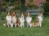 2012-04-24 Collies vom weiten Blick - 54