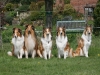 2012-04-24 Collies vom weiten Blick - 55