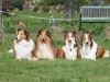 2012-04-24 Collies vom weiten Blick - 56