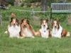 2012-04-24 Collies vom weiten Blick - 57