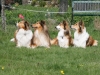 2012-04-24 Collies vom weiten Blick - 58