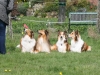 2012-04-24 Collies vom weiten Blick - 59