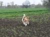 2012-04-24 Collies vom weiten Blick - 6