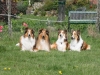 2012-04-24 Collies vom weiten Blick - 60