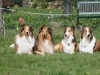 2012-04-24 Collies vom weiten Blick - 61