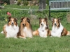 2012-04-24 Collies vom weiten Blick - 62