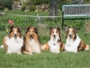 2012-04-24 Collies vom weiten Blick - 63