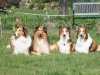 2012-04-24 Collies vom weiten Blick - 64