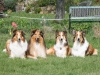 2012-04-24 Collies vom weiten Blick - 65