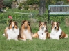 2012-04-24 Collies vom weiten Blick - 66