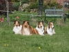 2012-04-24 Collies vom weiten Blick - 67