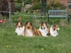 2012-04-24 Collies vom weiten Blick - 68