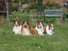 2012-04-24 Collies vom weiten Blick - 69