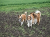 2012-04-24 Collies vom weiten Blick - 7