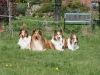 2012-04-24 Collies vom weiten Blick - 70