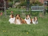 2012-04-24 Collies vom weiten Blick - 71