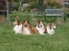 2012-04-24 Collies vom weiten Blick - 72